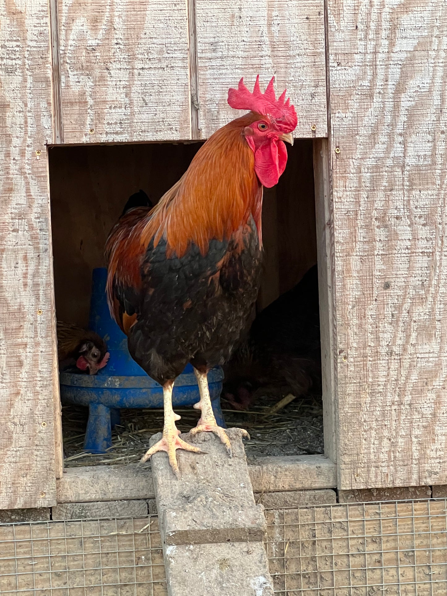 Wellsummer Chicks- Minimum 3 chicks