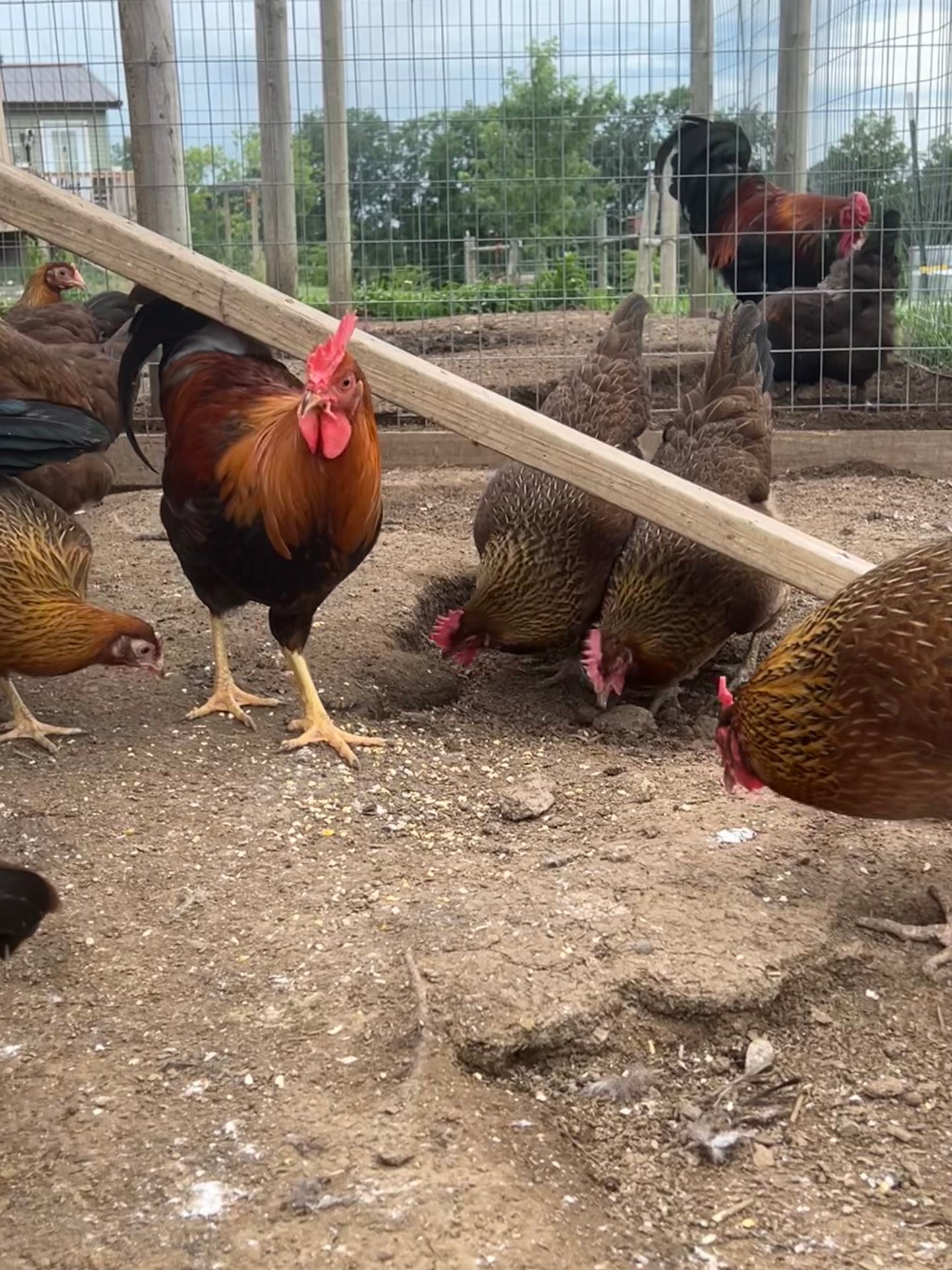 Wellsummer Chicks- Minimum 3 chicks