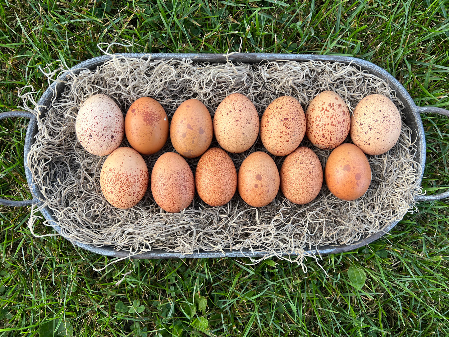 Wellsummer Chicks- Minimum 3 chicks