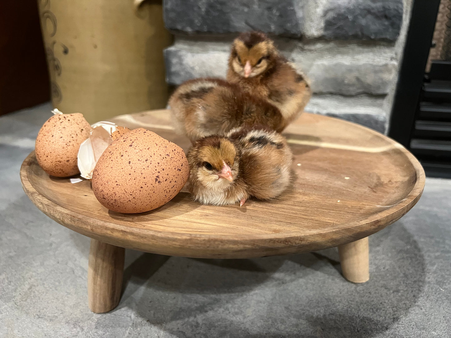 Wellsummer Chicks- Minimum 3 chicks
