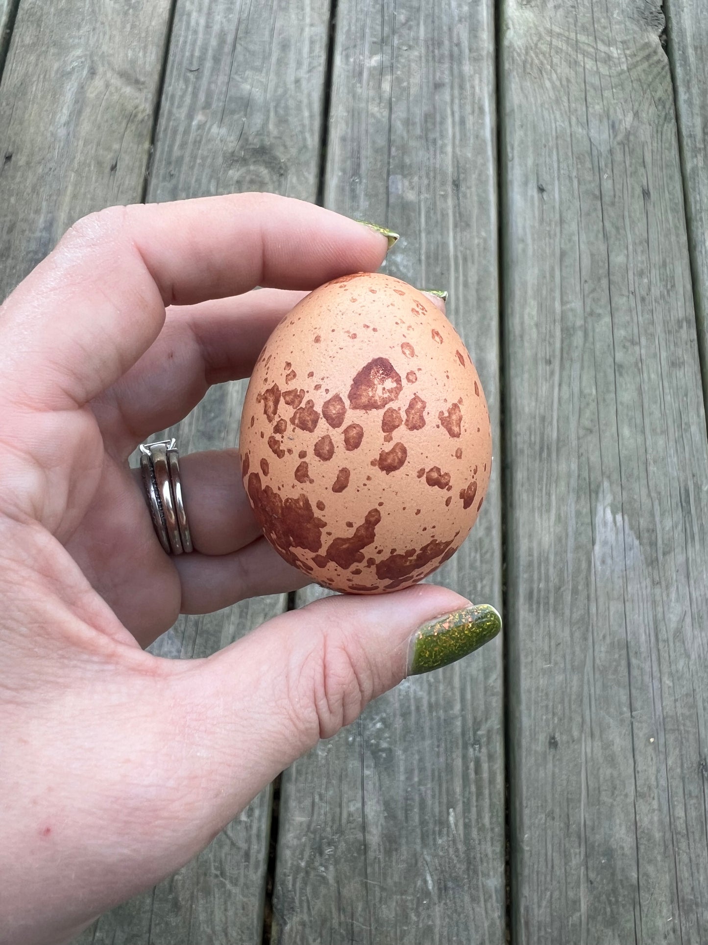 Wellsummer Chicks- Minimum 3 chicks