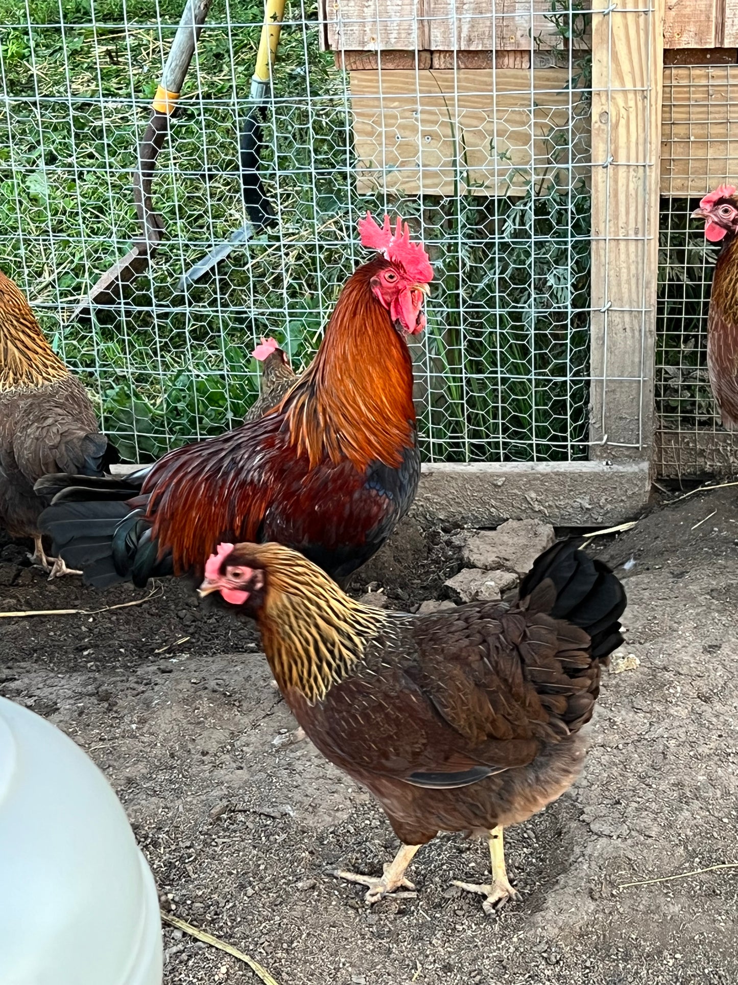 Wellsummer Chicks- Minimum 3 chicks