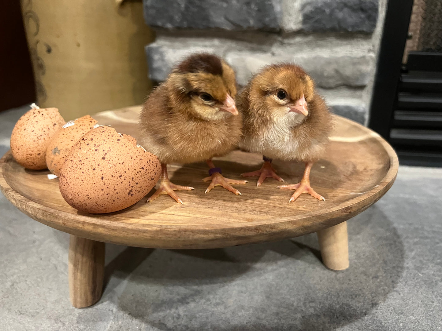 Wellsummer Chicks- Minimum 3 chicks