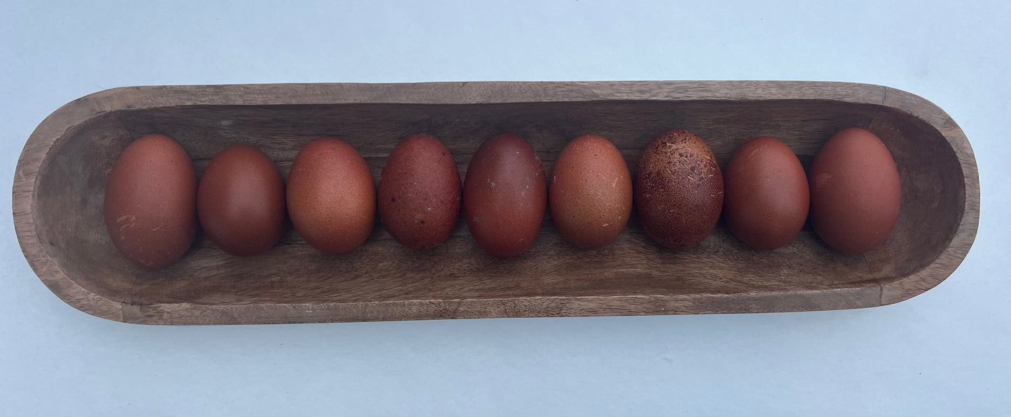 Black Copper Marans- Shipping Included