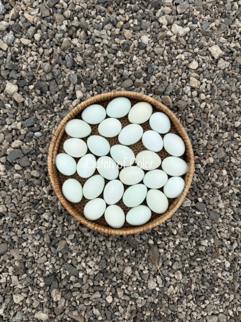Opal/Cream Crested Legbars- Shipping Included