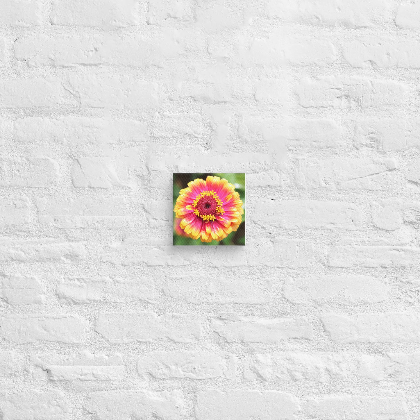 Red and Yellow Zinnia