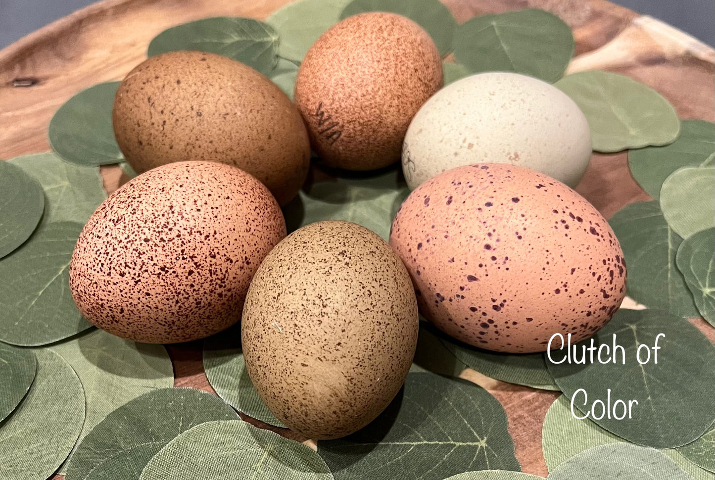 Speckled Project Pen Chicks- Minimum of 3 chicks