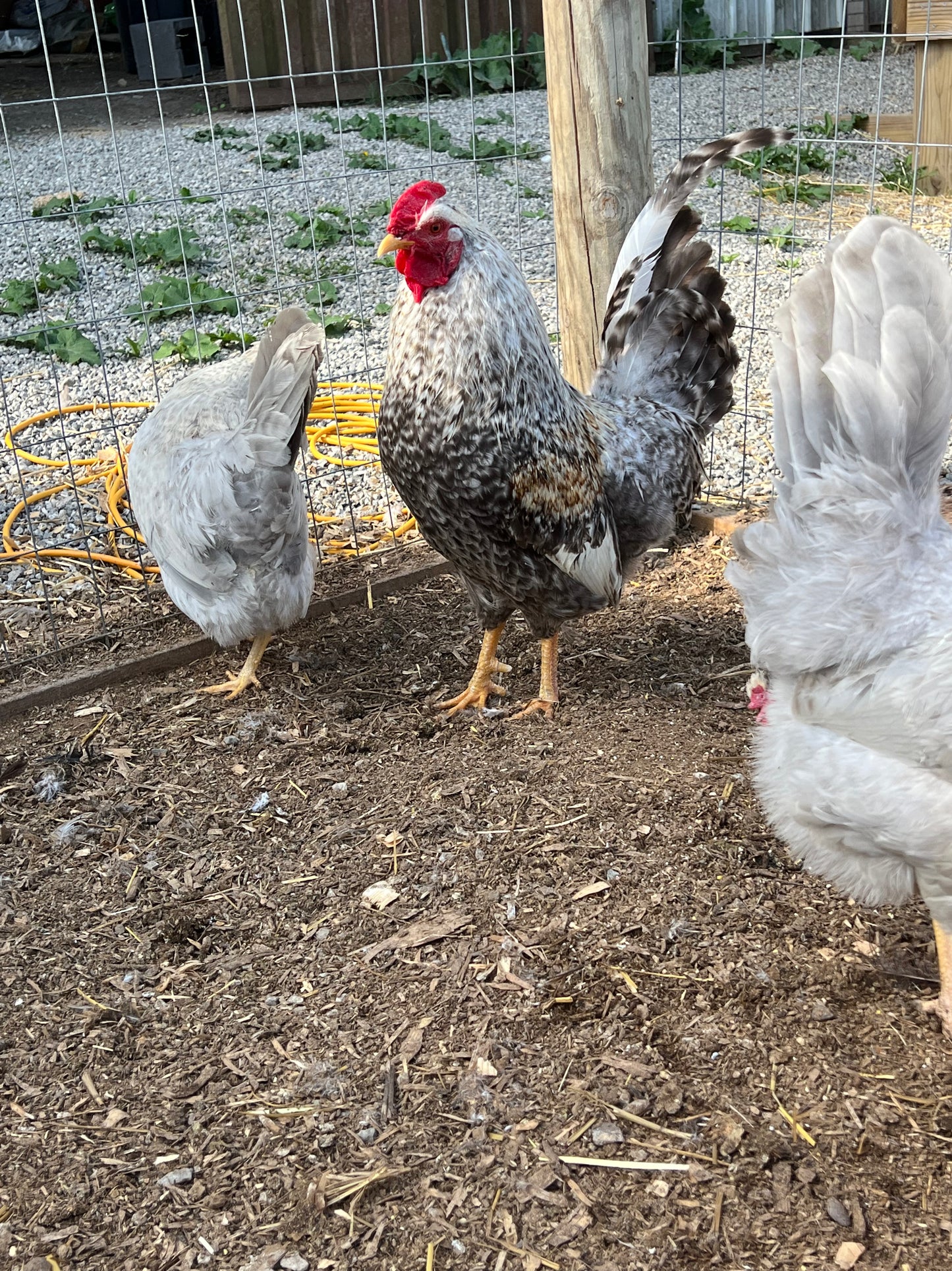 Cream and Opal Legbar Chicks- Minimum of 3 chicks