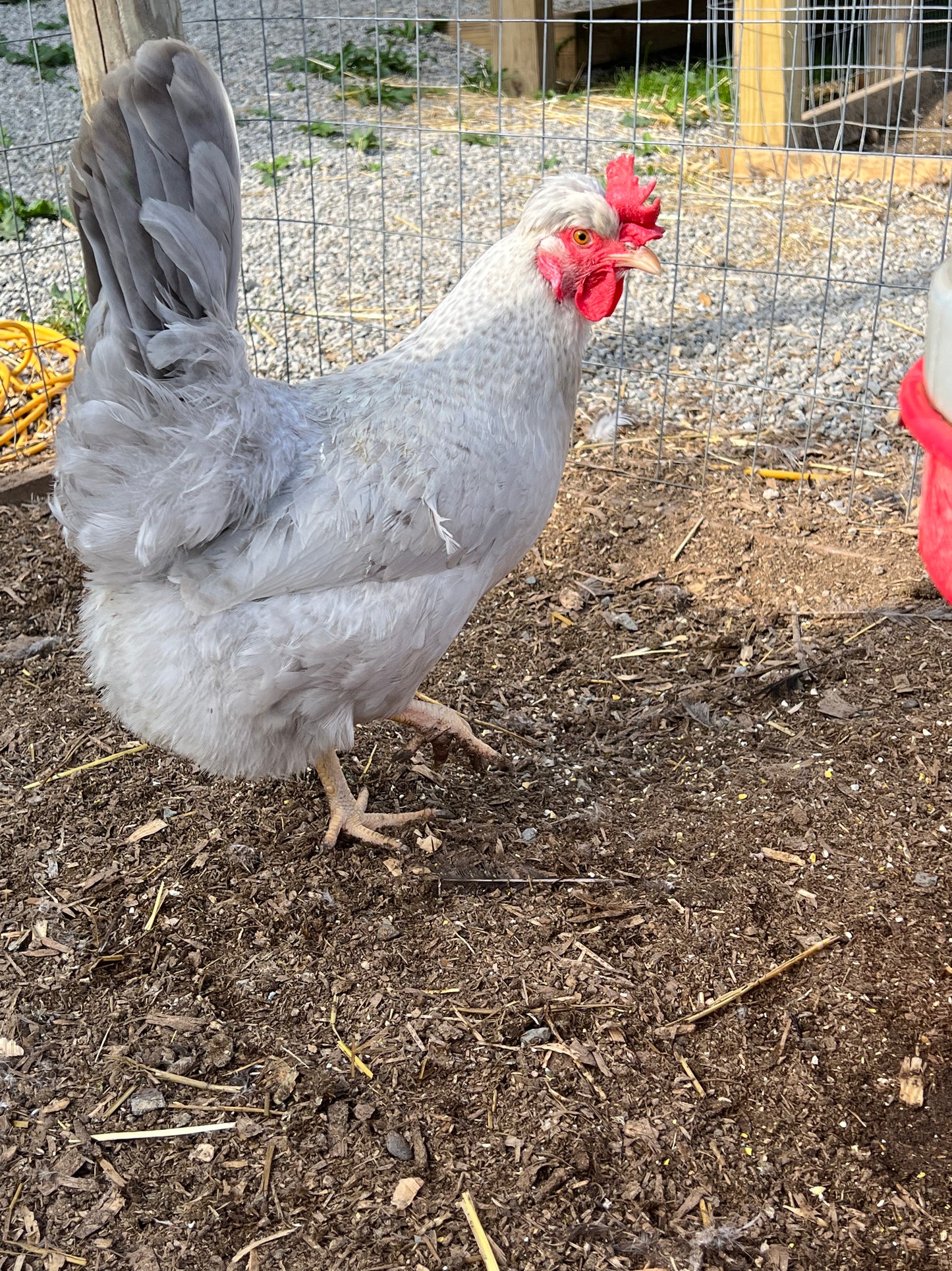 Cream and Opal Legbar Chicks- Minimum of 3 chicks