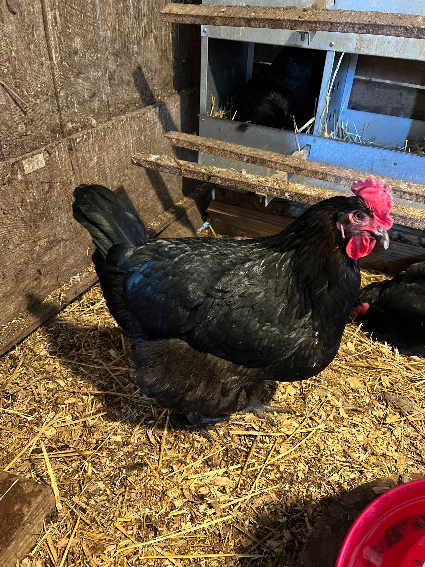 Black Copper Maran Chicks- Minimum of 3 chicks