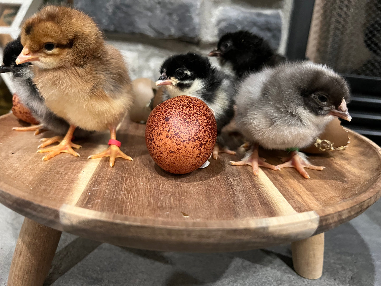 Speckled Project Pen Chicks- Minimum of 3 chicks