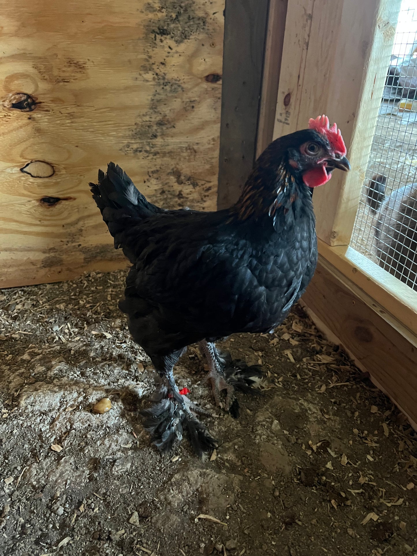 Black Copper Maran Chicks- Minimum of 3 chicks