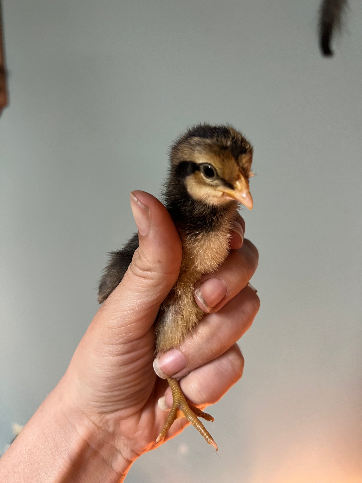 Cream and Opal Legbar Chicks- Minimum of 3 chicks