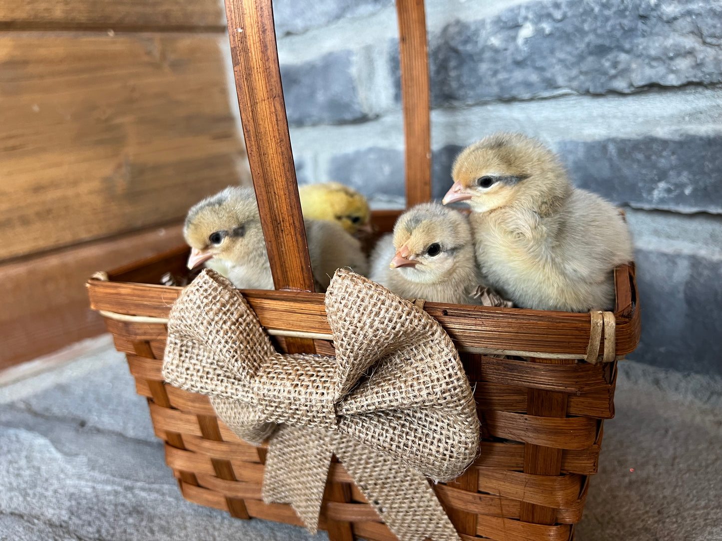 Cream and Opal Legbar Chicks- Minimum of 3 chicks