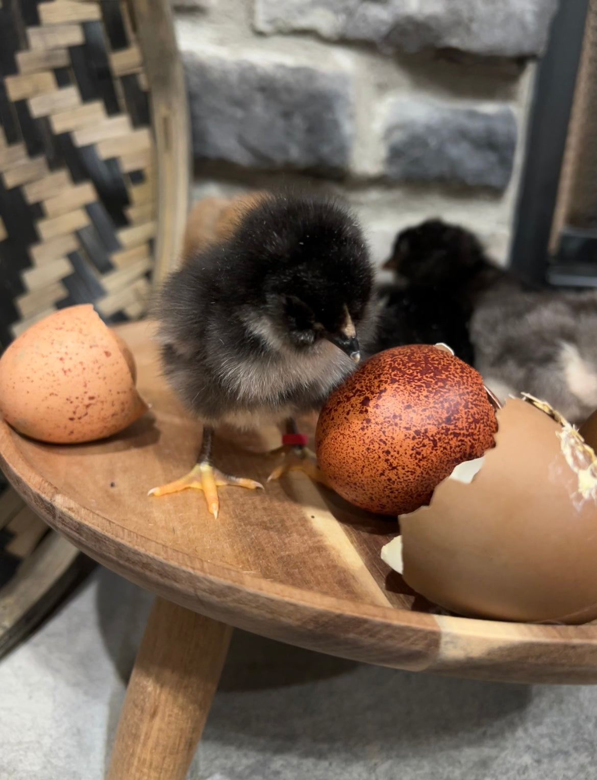 Speckled Project Pen Chicks- Minimum of 3 chicks