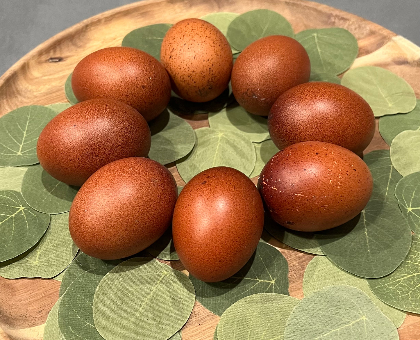 Black Copper Maran Chicks- Minimum of 3 chicks