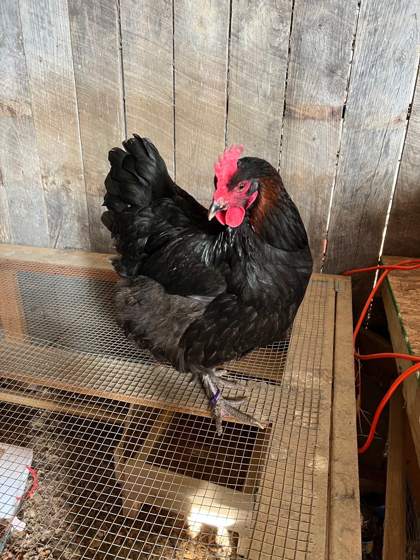 Black Copper Maran Chicks- Minimum of 3 chicks