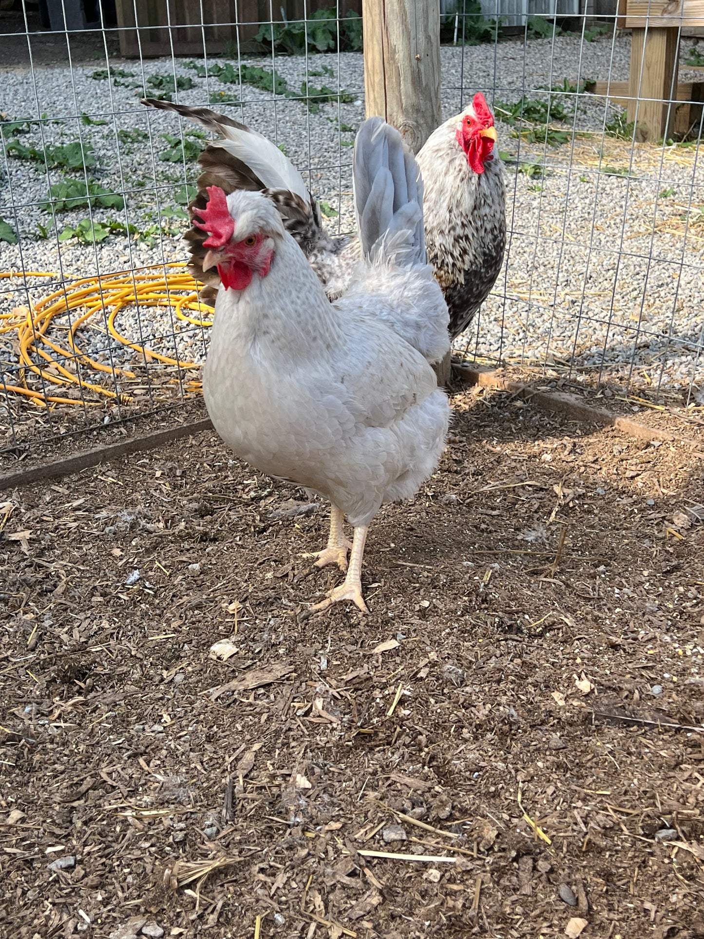 Cream and Opal Legbar Chicks- Minimum of 3 chicks