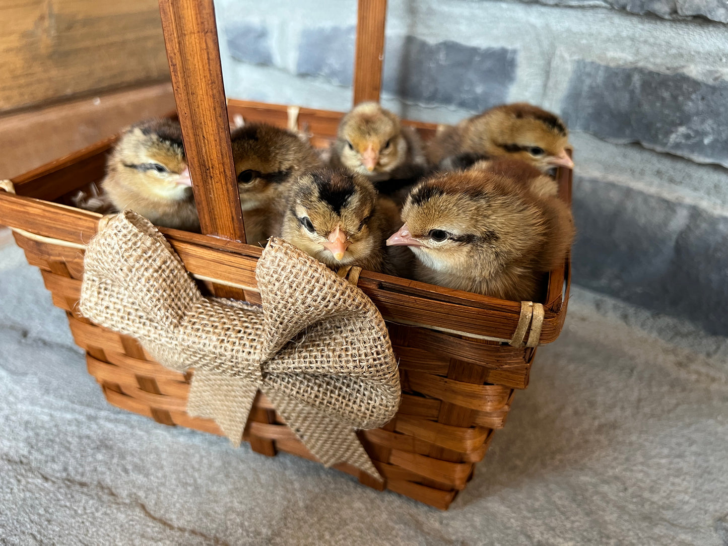 Cream and Opal Legbar Chicks- Minimum of 3 chicks