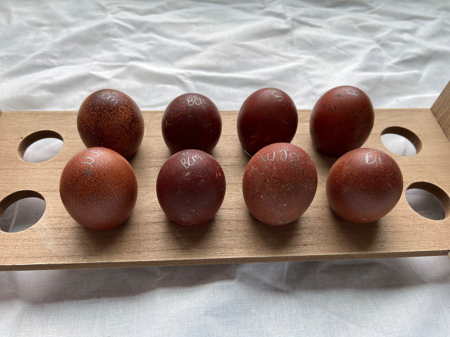 Black Copper Marans- Shipping Included