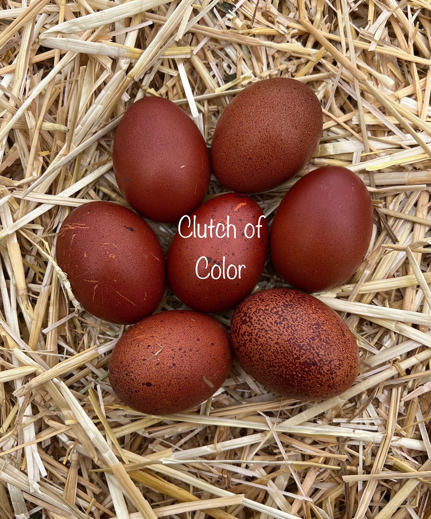 Black Copper Marans- Shipping Included