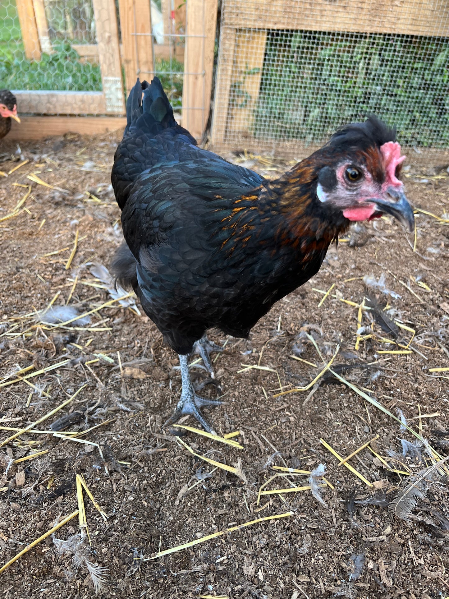 Rainbow Eggs- Shipping included