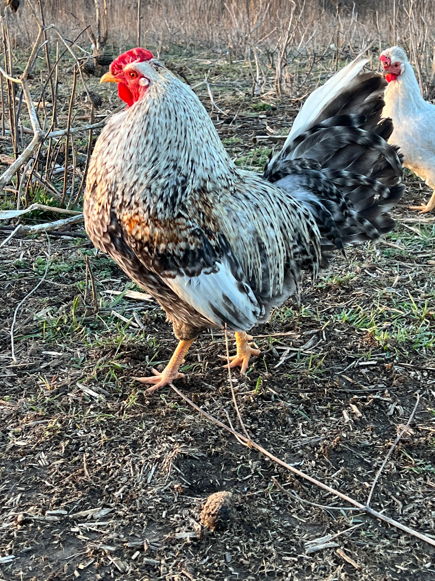 Opal/Cream Crested Legbars- Shipping Included