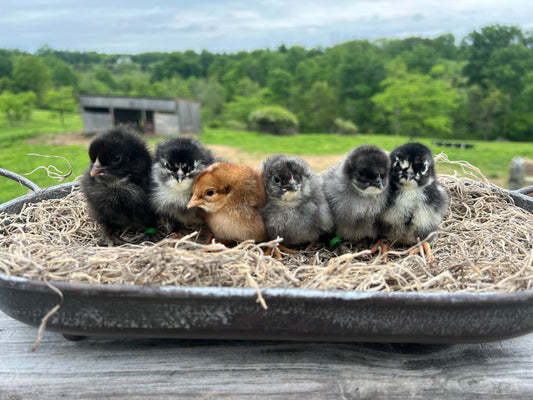 Raising Chicks