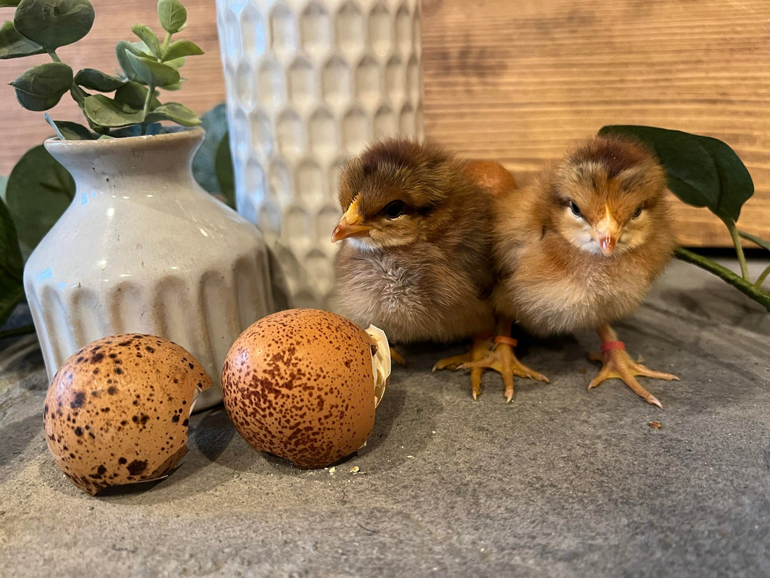 Hatching How To: Things I Wish I Knew