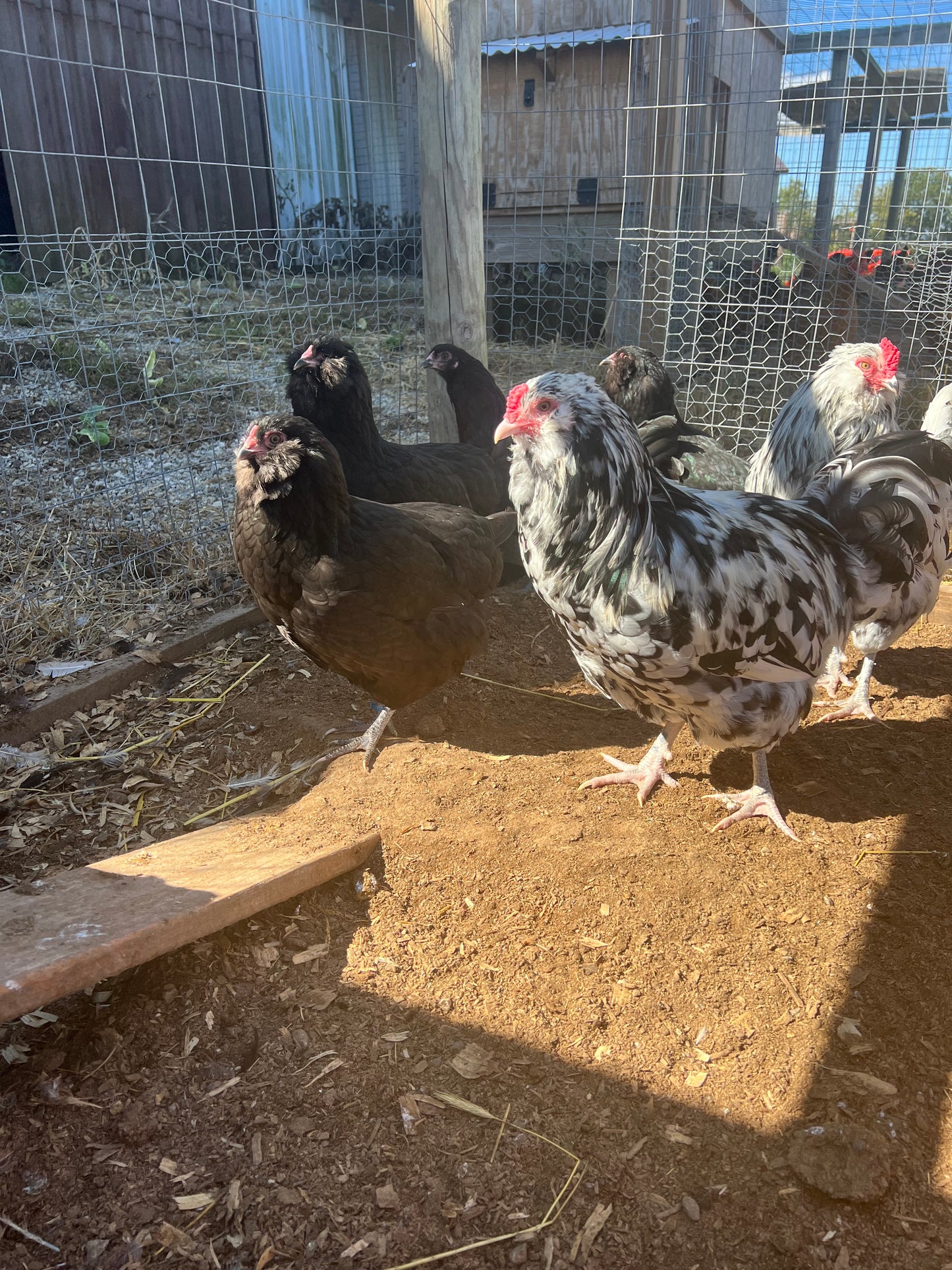 Ermine Ameraucana Chicks- Minimum 3 chicks