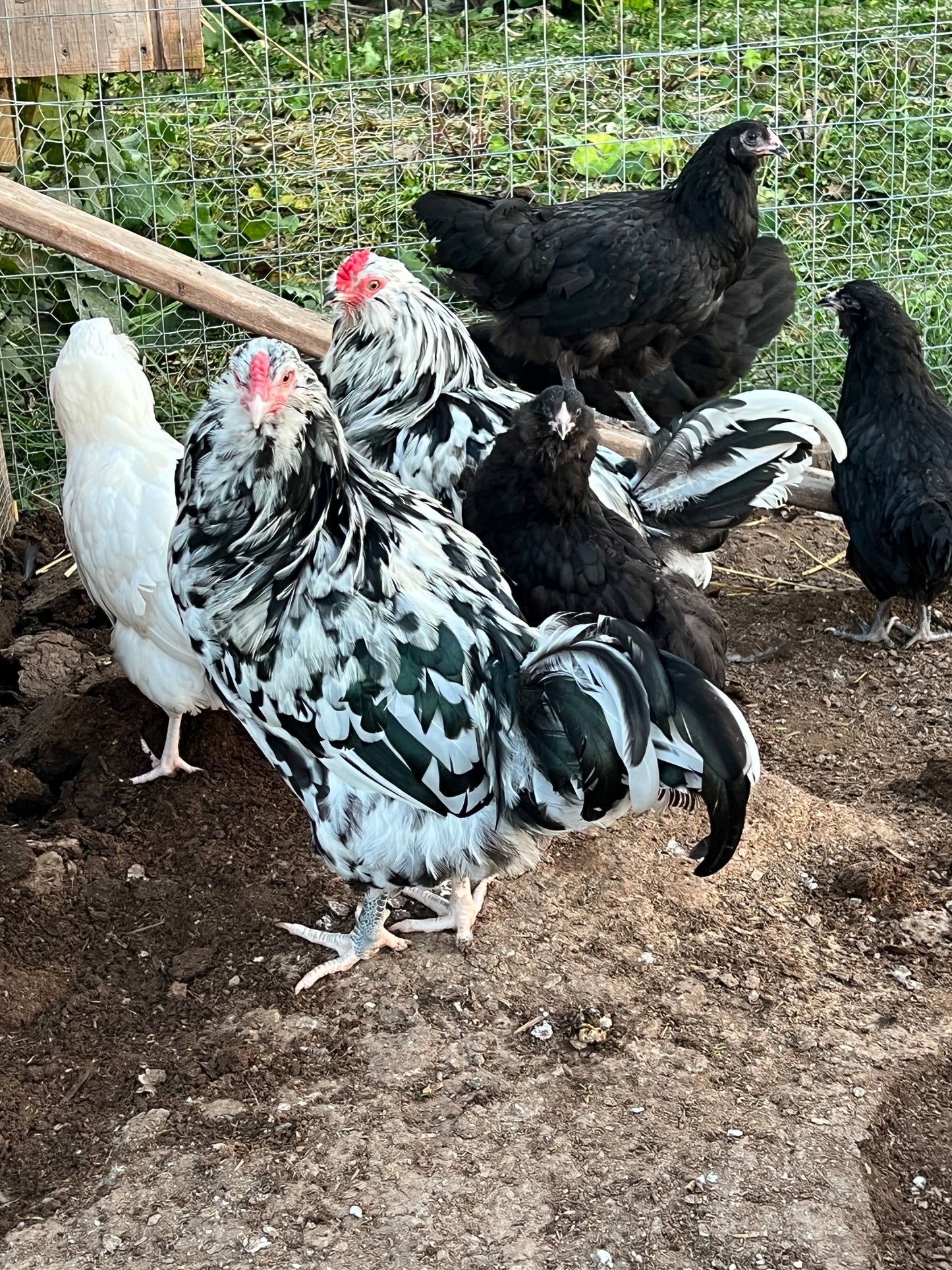 Ermine Ameraucana Chicks- Minimum 3 chicks
