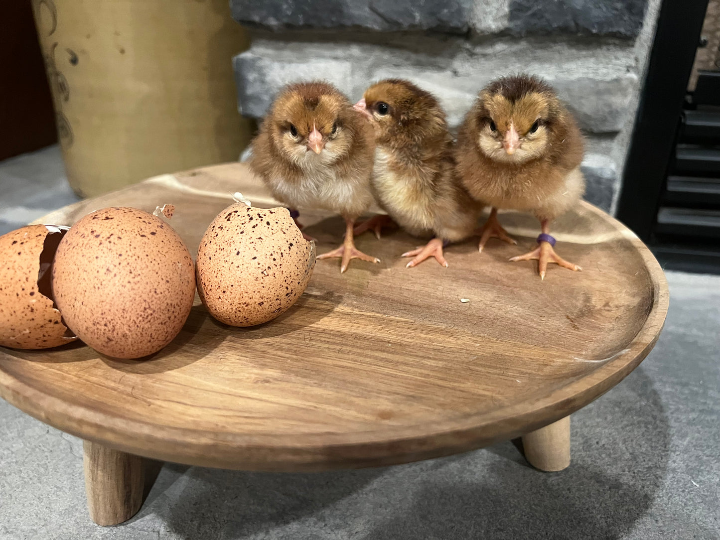 Wellsummer Chicks- Minimum 3 chicks