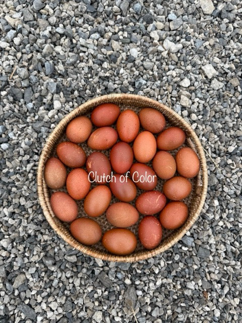 Black Copper Marans- Shipping Included