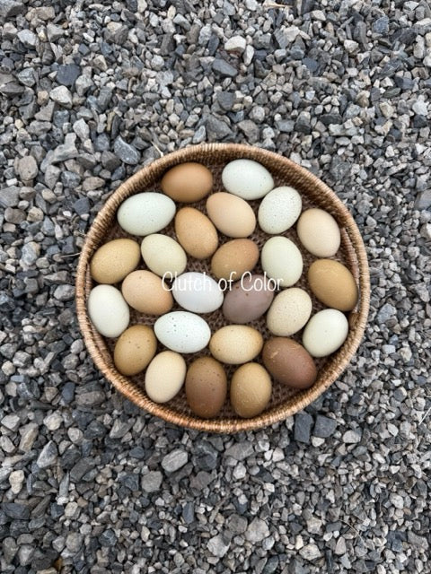 Multigenerational Olive Eggers- Shipping Included