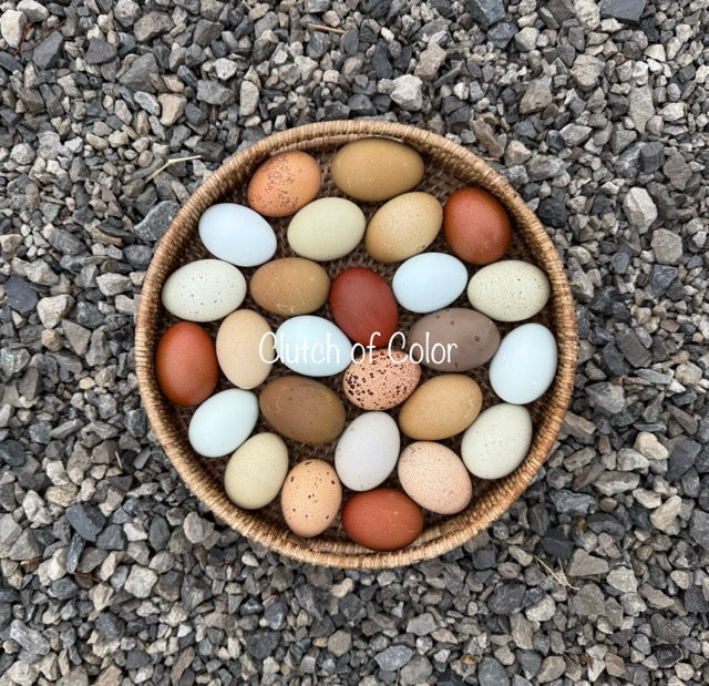 Rainbow Eggs- Shipping included