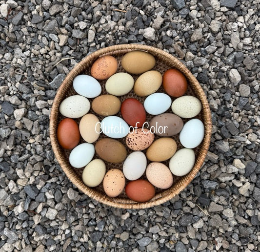 Rainbow Eggs- Shipping included