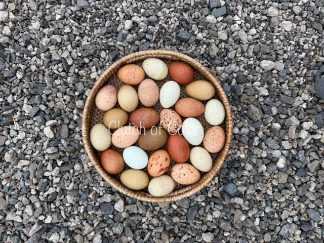 Speckled Mix- Shipping Included