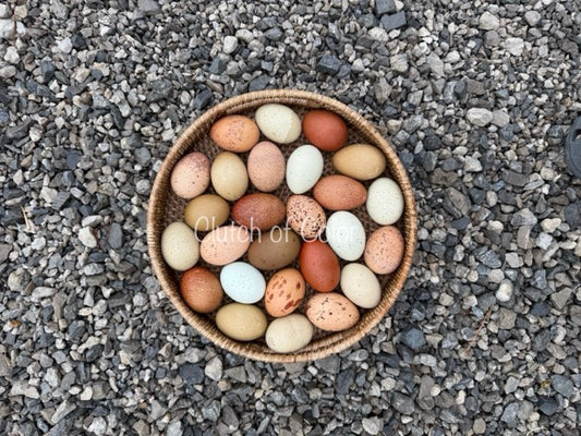Speckled Mix- Shipping Included