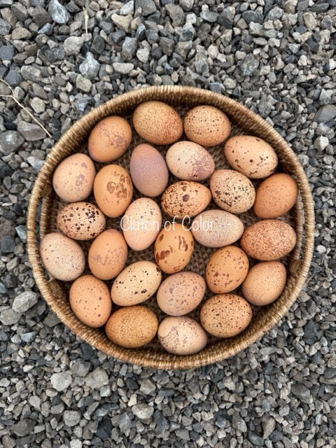 Clutch of Color line of Welsummer Hatching Eggs- Includes shipping