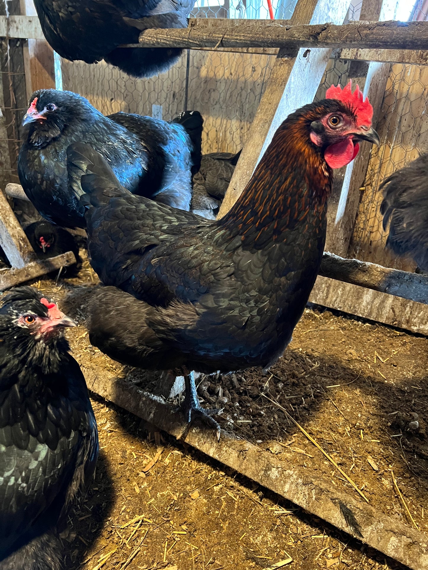 Black Copper Maran Chicks- Minimum of 3 chicks