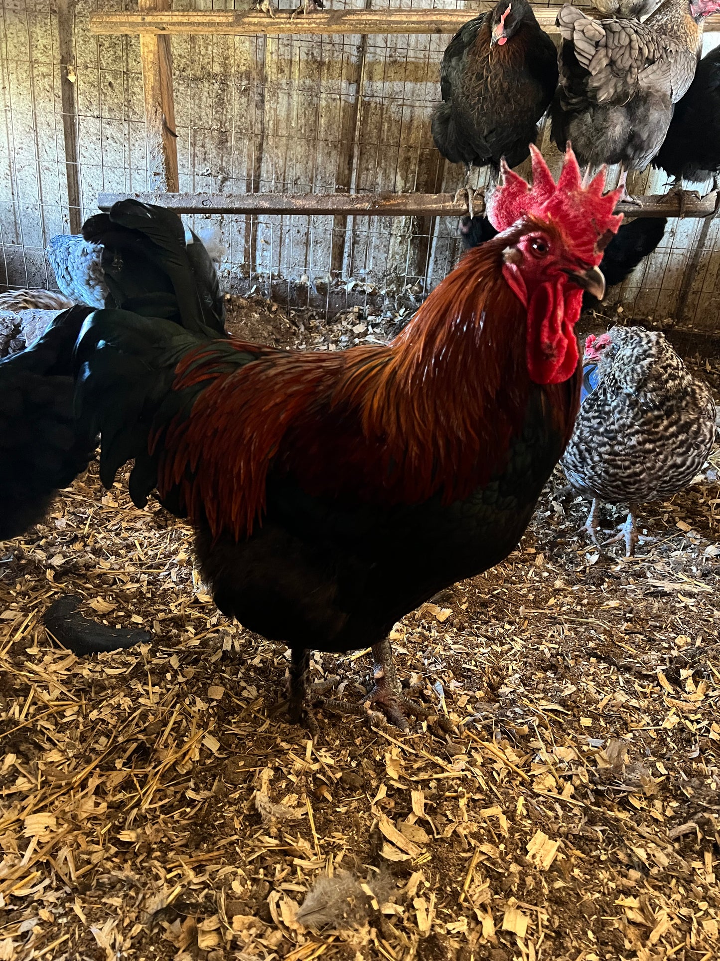 Black Copper Maran Chick