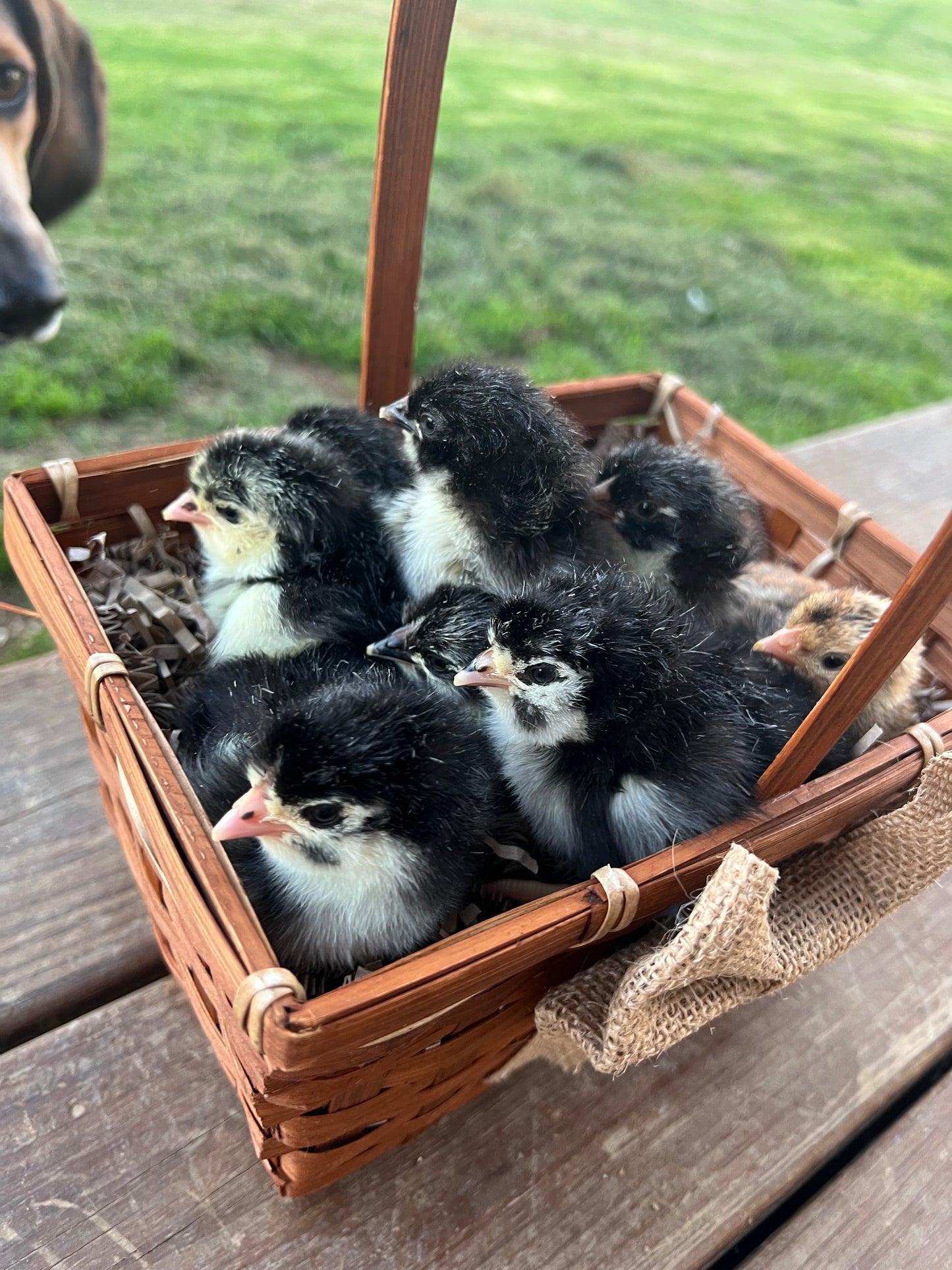 Black Copper Maran Chick