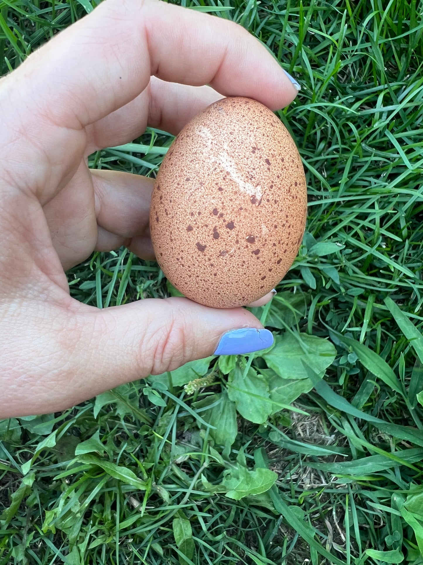 Wellsummer Hatching Eggs