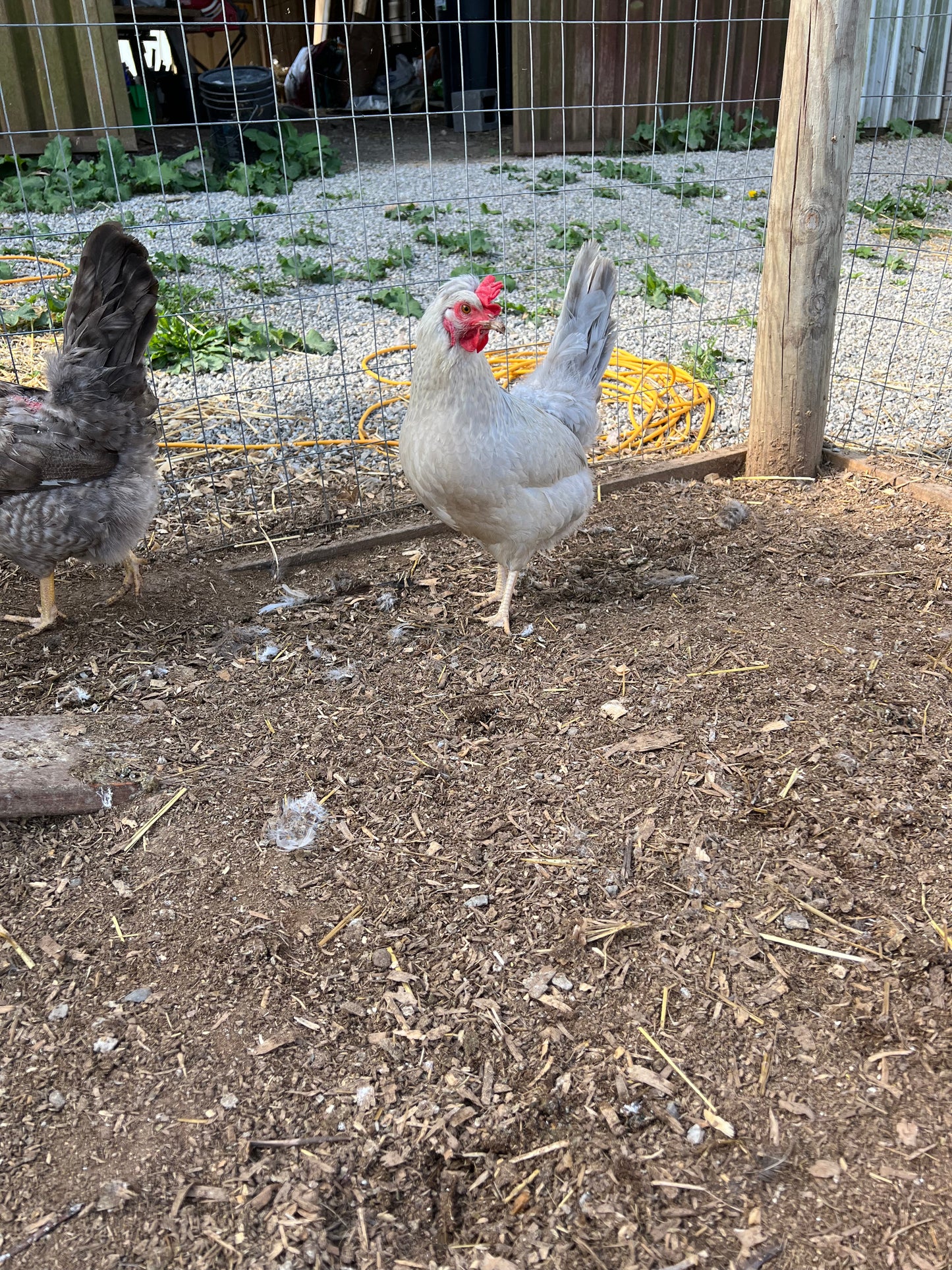 Cream and Opal Legbar Chicks- Minimum of 3 chicks