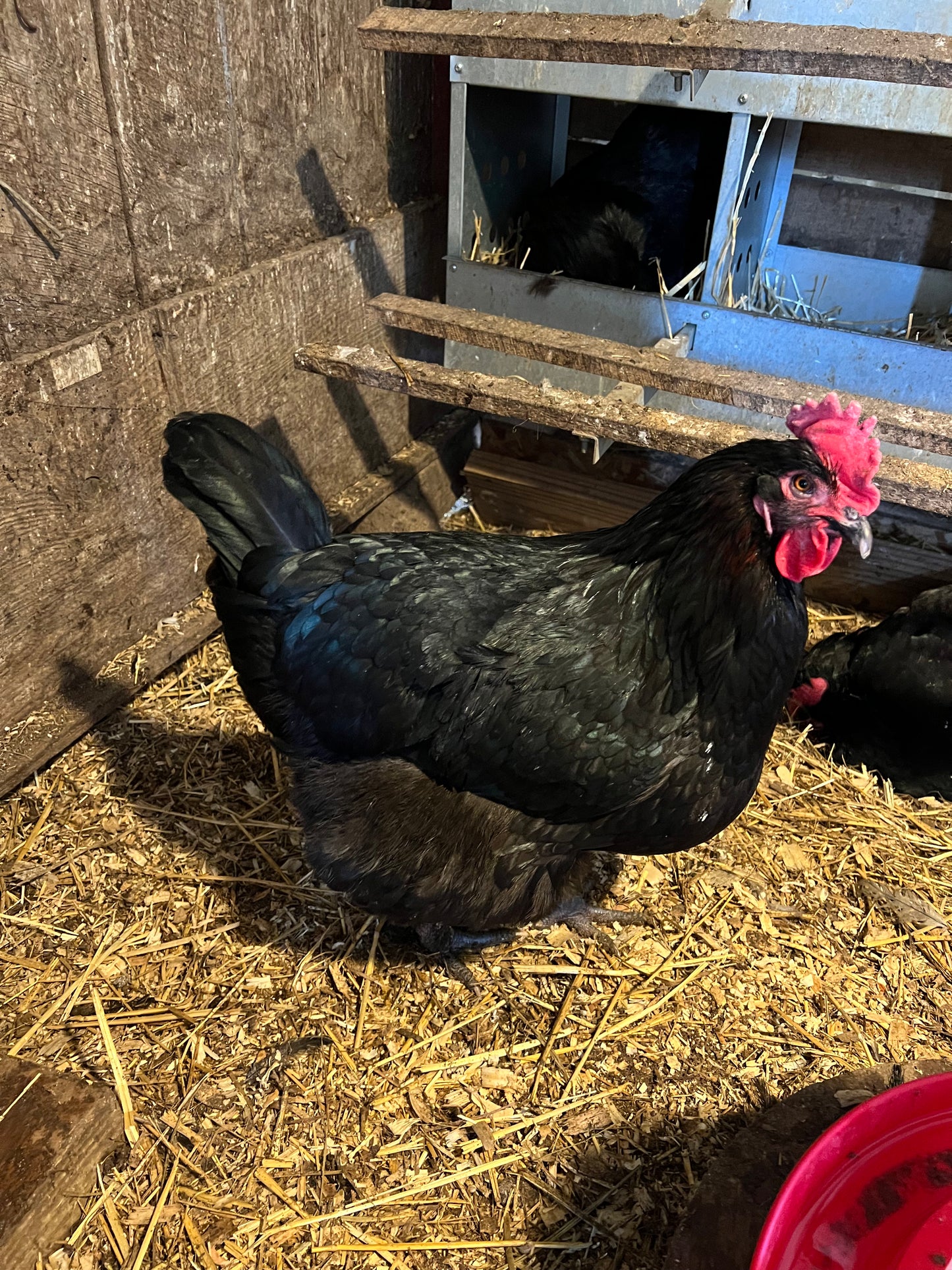 Black Copper Maran Chick