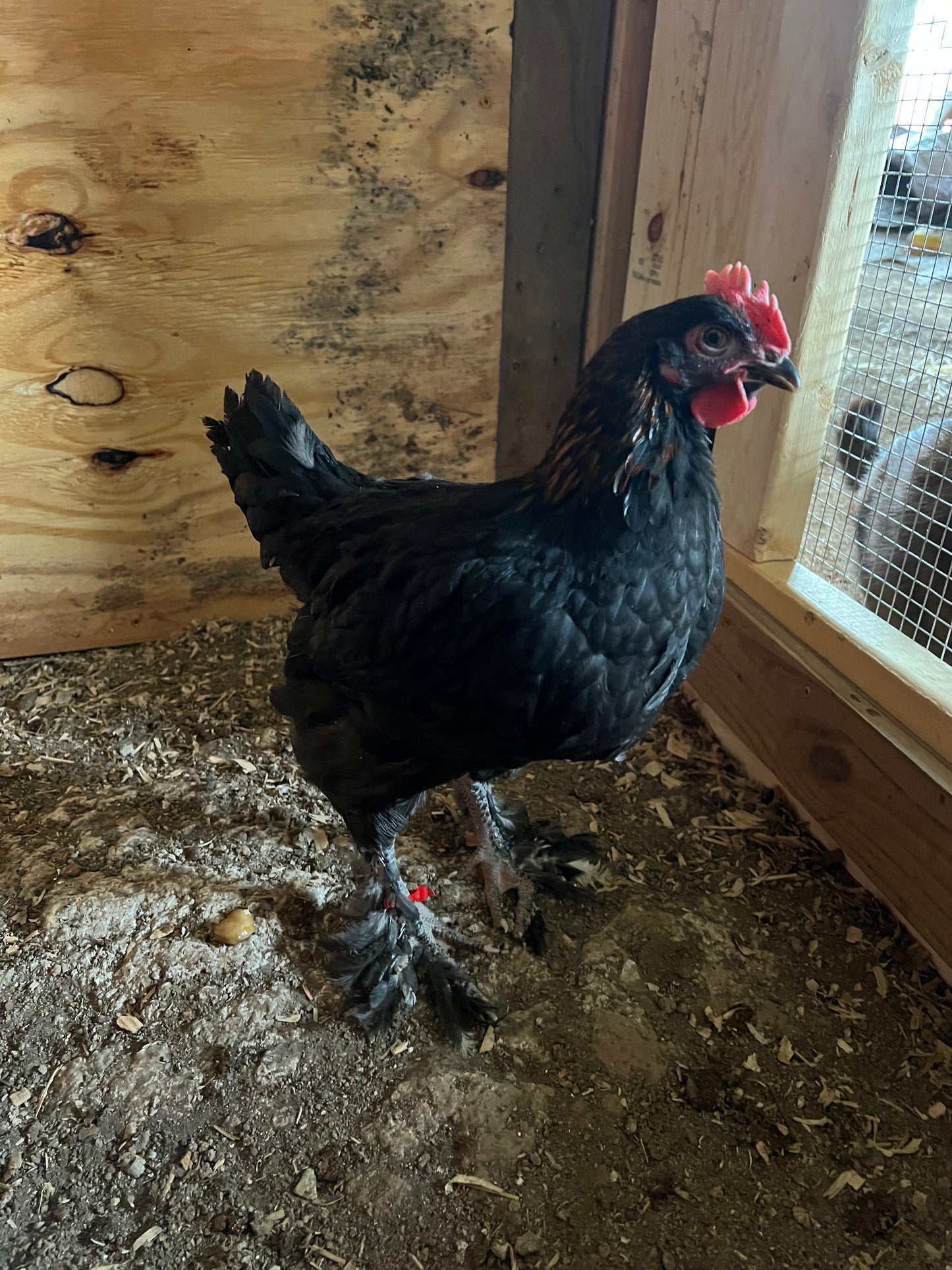 Black Copper Maran Chick