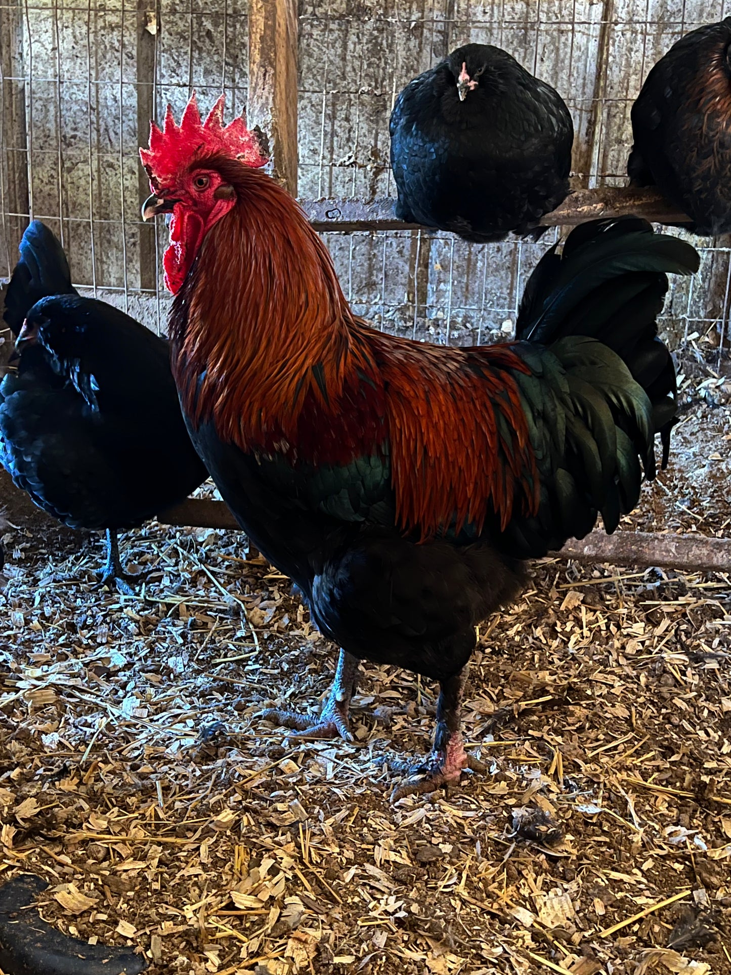 Black Copper Maran Chick