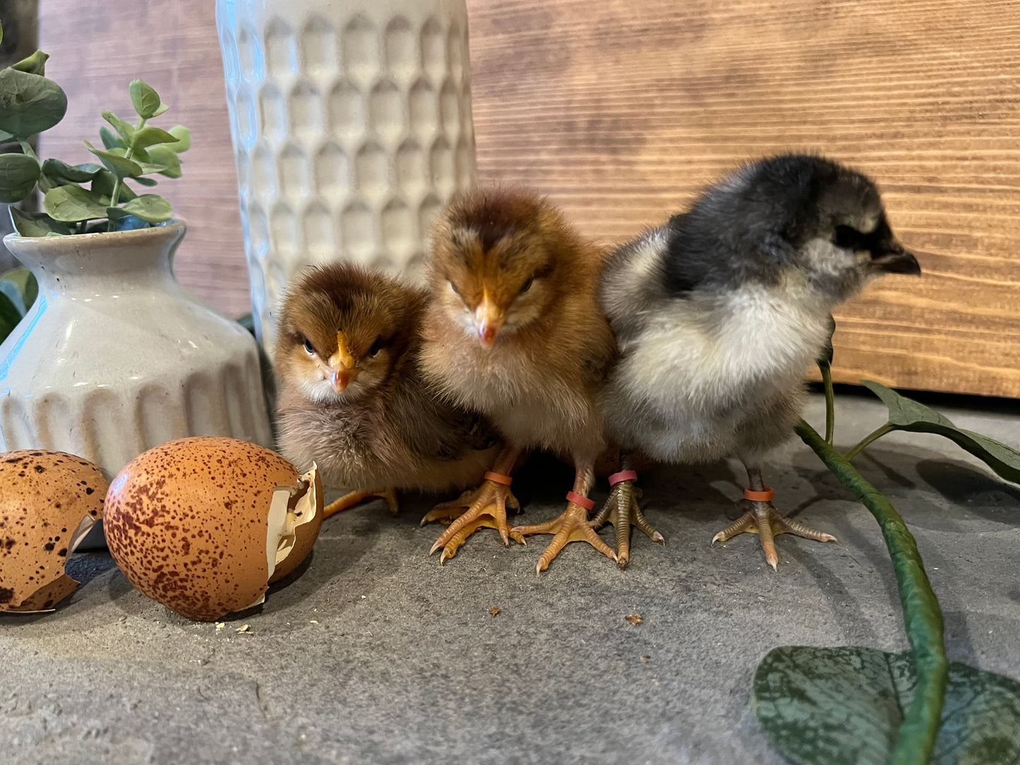 Speckled Project Pen Chicks- Minimum of 3 chicks