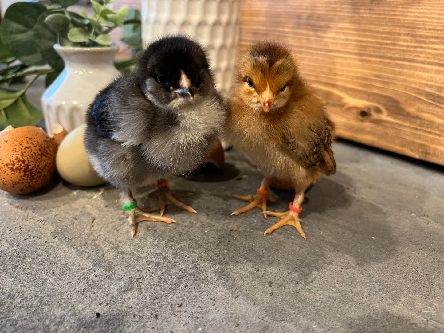 Multigenerational Olive Chicks - Minimum of 3 chicks