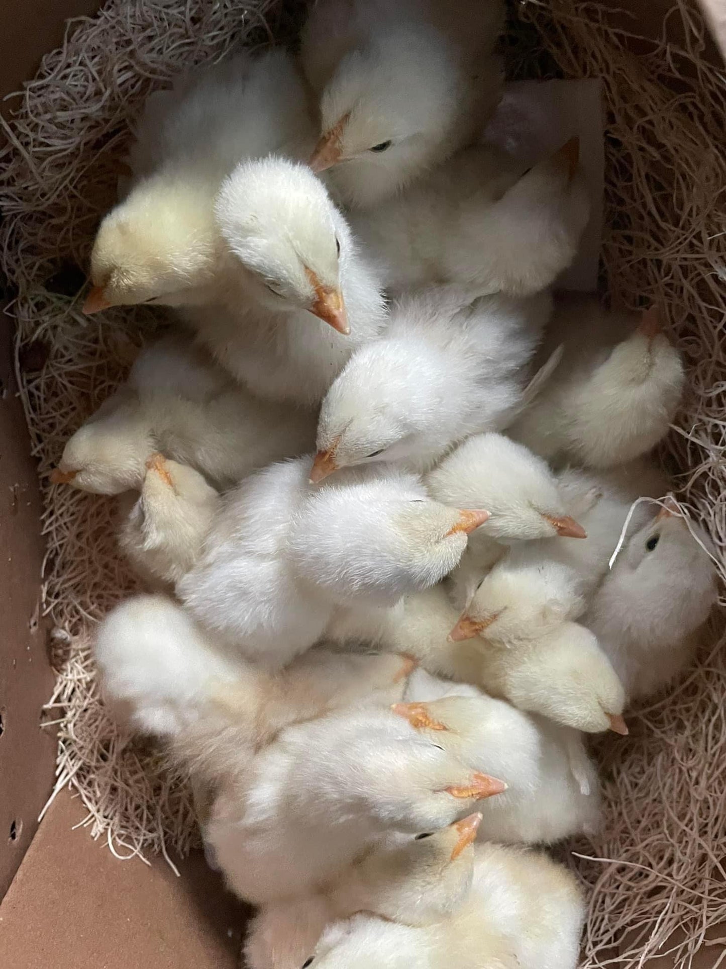 American Bresse- Minimum of 3 chicks
